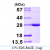 Recombinant human BAG2, 1-211 aa, His-tagged
