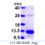 Recombinant human S100A5, 1-92 aa, His-tagged