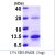 Recombinant human S100A10, 1-97 aa, His-tagged
