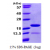 Recombinant human PIN4, 1-156aa, His-tagged