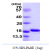 Recombinant human AIF1, 1-147 aa, His-tagged
