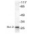 Western blot analysis of Bcl-2 antibody Cat.-No AP06028PU-N in extracts from 293 cells.