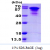 Recombinant human Tau, 1-412aa, His-tagged