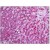 Human Liver: Formalin-Fixed, Paraffin-Embedded (FFPE)