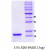 α-Synuclein, 1-112 aa, Human, Recombinant