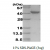 Hif-1α, 530-826 aa, Human, Recombinant