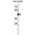 ZNF843 Antibody (Center) (AP54729PU-N) western blot analysis in NCI-H292 cell line lysates (35 µg/lane). This demonstrates the ZNF843 antibody detected the ZNF843 protein (arrow).