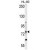 ABCD1 Antibody (Center) (Cat. #AP50017PU-N) western blot analysis in HL-60 cell line lysates (35 µg/lane).This demonstrates the ABCD1 antibody detected the ABCD1 protein (arrow).