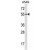 ABCE1 Antibody (C-term) (Cat. #AP50021PU-N) western blot analysis in A549 cell line lysates (35ug/lane).This demonstrates the ABCE1 antibody detected the ABCE1 protein (arrow).