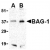 Western blot analysis in whole cell lysate from PC-3 human prostate cancer cells probed with Rabbit anti Human BAG1 (AP05585PU-N) at 1(A) and 2(B) µg/ml.