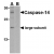 Western blot analysis of whole cell lysate from Jurkat cells probed with Rabbit anti caspase-14 (AP05590PU-N) either in the absence (A) or presence (B) of blocking peptide