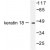 Western blot analysis of Cytokeratin 18 antibody Cat.-No. AP06199PU-N in extracts from HeLa cells.