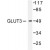 Western blot analysis of GLUT3 antibody Cat.-No. AP06145PU-N in extracts from LOVO cells.in extracts from LOVO cells.