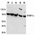 Western Blot analysis of whole cell lysates from HeLa (H), Jurkat (J), A431 (A), K562 (K) and NIH3T3 (N) cells probed with Rabbit anti Human STAT1 alpha (AP05792PU-N)