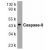 Western blot analysis of whole cell lysate from HeLa cells probed with Rabbit anti Human caspase-9 (AP05813PU-N)