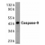 Western blot analysis of whole cell lysates from HeLa cells probed with Rabbit anti Human caspase-9 (AP05814PU-N)