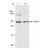 Detection of human Rad 17 in whole cell lysates from HeLa cells treated with 10Gy ionizing radiation or untreated by Western blotting using Goat anti Human Rad17 (SP2111P)