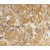 Immunohistochemical staining of human skin with Rabbit anti BIM antibody Cat.-No SP2116P