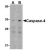 Western blot analysis of whole cell lysate from Ramos, human Burkitt's lymphoma derived, B-lymphoblastoid cells probed with Rabbit anti caspase-4 (SP2145P) at 0.5(A) and 1(B) µg/ml