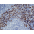 Staining of acetone fixed, cryostat sectioned Rat spleen with Mouse anti Rat CD163 Cat.-No BM4001