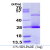 Recombinant human CRP, 19-224 aa