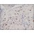 Formalin-Fixed, Paraffin-Embedded Human placenta (4 µm) stained with anti-CD163 antibody (DB 045) shows strong positive cytoplasmic immunostaining of monocytes and macrophages. Kindly performed and provided by Katarína Poliaková, MD and Ľubomír Straka, MD, Ph. D., from Clinical Pathology Prešov, Ltd., Prešov, Slovak republic.