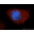 Immunofluorescent analysis of MCF-7 cells, using S100A6 antibody 10245-1-AP at 1:50 dilution and Rhodamine-labeled goat anti-rabbit IgG (red). Blue pseudocolor = DAPI (fluorescent DNA dye).