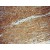 Immunohistochemistry of paraffin-embedded H-heart using 10325-1-AP(TRAP1 Antibody) at Dilution 1:100 (under 10x lens)