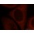 Immunofluorescent analysis of HepG2 cells, using CASP9 antibody 10380-1-AP at 1:25 dilution and Rhodamine-labeled goat anti-rabbit IgG (red).