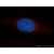 Immunofluorescent analysis of HepG2 cells, using CCT3 antibody 10571-1-AP at 1:50 dilution and Rhodamine-labeled goat anti-rabbit IgG (red). Blue pseudocolor = DAPI (fluorescent DNA dye).