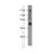 A549 cell were subjected to SDS PAGE followed by western blot with 11300-1-AP(P2RY6 Antibody) at dilution of 1:1000
