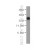 Human  liver were subjected to SDS PAGE followed by western blot with 12095-1-AP(GOSR2 Antibody) at dilution of 1:2000