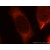 Immunofluorescent analysis of MCF-7 cells, using 12201-1-AP and Rhodamine-labeled goat anti-rabbit IgG (red).