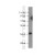 Human brain were subjected to SDS PAGE followed by western blot with 12216-1-AP(CTSB Antibody) at dilution of 1:1000