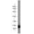 A2780 cell were subjected to SDS PAGE followed by western blot with 12343-1-AP(S100A3 Antibody) at dilution of 1:2000