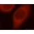 Immunofluorescent analysis of Hela cells, using 13174-1-AP and Rhodamine-labeled goat anti-rabbit IgG (red).