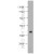Mouse brain were subjected to SDS PAGE followed by western blot with 14900-1-AP(AARSD1 Antibody) at dilution of 1:1000