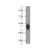 Human heart were subjected to SDS PAGE followed by western blot with 15192-1-AP(ATP1B1 Antibody) at dilution of 1:1200