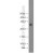 Human brain were subjected to SDS PAGE followed by western blot with 15222-1-AP(YWHAH Antibody) at dilution of 1:1000