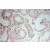 Immunohistochemistry of paraffin-embedded H-testis using 15516-1-AP(HSD3B2 Antibody) at Dilution 1:100 (under 10x lens)