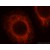 Immunofluorescent analysis of Hela cells, using KRT7 antibody 15539-1-AP at 1:25 dilution and Rhodamine-labeled goat anti-rabbit IgG (red).