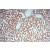 Immunohistochemistry of paraffin-embedded H-liver using 16752-1-AP(HSD17B8 Antibody) at Dilution 1:100 (under 10x lens)