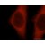 Immunofluorescent analysis of Hela cells, using ATP1A2 antibody 16836-1-AP at 1:25 dilution and Rhodamine-labeled goat anti-rabbit IgG (red).
