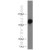 lo2 cell were subjected to SDS PAGE followed by western blot with 21193-1-AP(GOLGA3 Antibody) at dilution of 1:3000