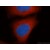 Immunofluorescent analysis of HepG2 cells, using 60008-1-lg and Rhodamine-labeled goat anti-mouse IgG (red). Blue pseudocolor = DAPI (fluorescent DNA dye).
