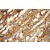 Immunohistochemistry of paraffin-embedded H-kidney using 60008-2-Ig(ACTB Antibody) at Dilution 1:100 (under 40x lens)