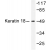 Western blot(WB) analysis of Keratin 18 antibody in extracts from HeLa cell treated with UV 5'.