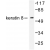 Western blot(WB) analysis of Keratin 8  antibody in extracts from SKOV3 cells.