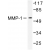 Western blot(WB) analysis of MMP-1  antibody in extracts from HepG2 cells.