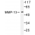 Western blot(WB) analysis of MMP-13 antibody in extracts from LOVO cells.